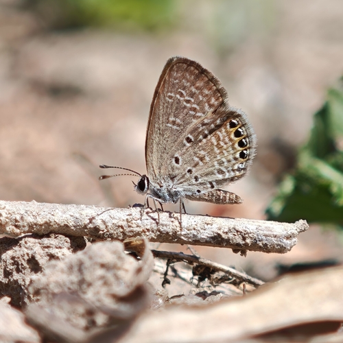 Jewelled Grass-blue photo 4