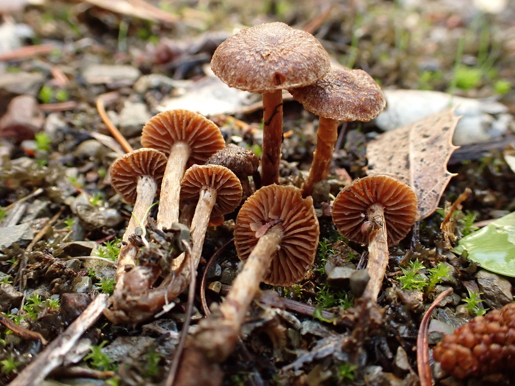 Cortinarius sp. 'invisitatus' · November 2025 · photo: © reago (iNaturalist, cc-by)