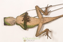 Acanthosaura lepidogaster