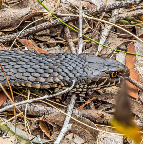 Highlands Copperhead sighting