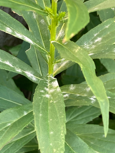 Golovinomyces asterum solidaginis
