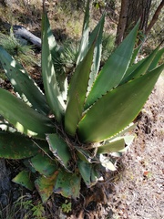 Agave atrovirens