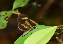 Pteronymia aletta lilla