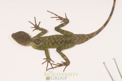 Acanthosaura lepidogaster