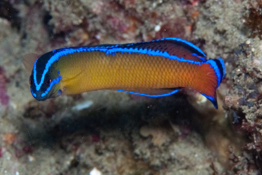 Dutoiti Dottyback