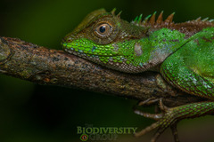 Acanthosaura lepidogaster