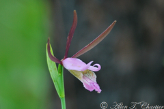 Cleistesiopsis divaricata