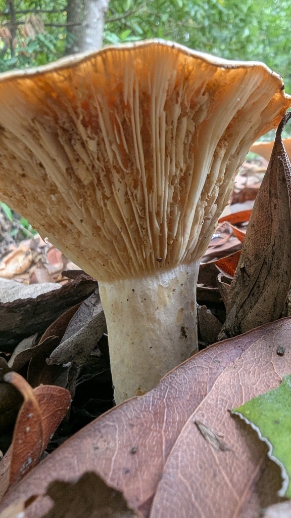 Lactarius alnicola · November 2025 · photo: © rick (iNaturalist, cc-by)