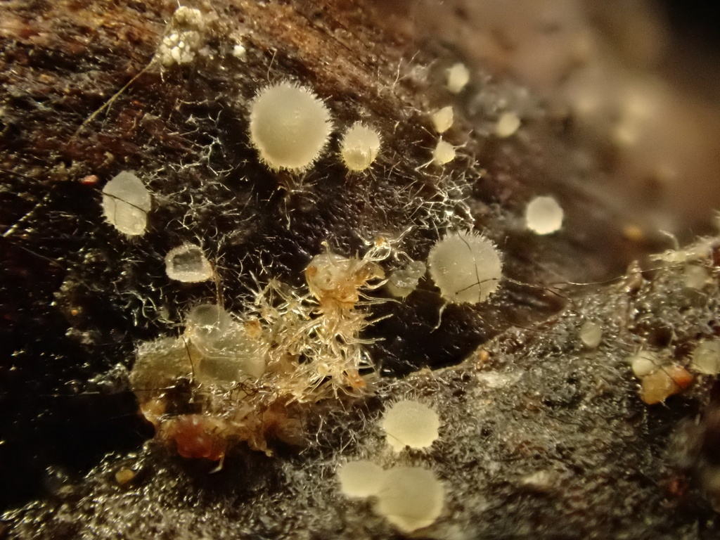 Arachnopeziza sp. 'CA01'