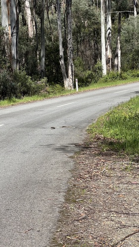 Tiger Snake sighting