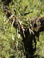 Disocactus speciosus speciosus