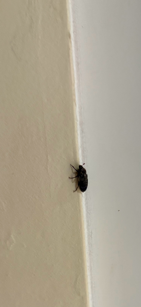 Skin beetle