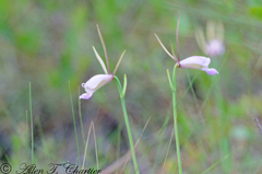 Cleistesiopsis divaricata