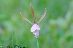 Cleistesiopsis divaricata