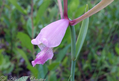 Cleistesiopsis divaricata
