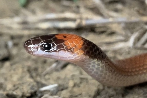 Orange-naped Snake sighting
