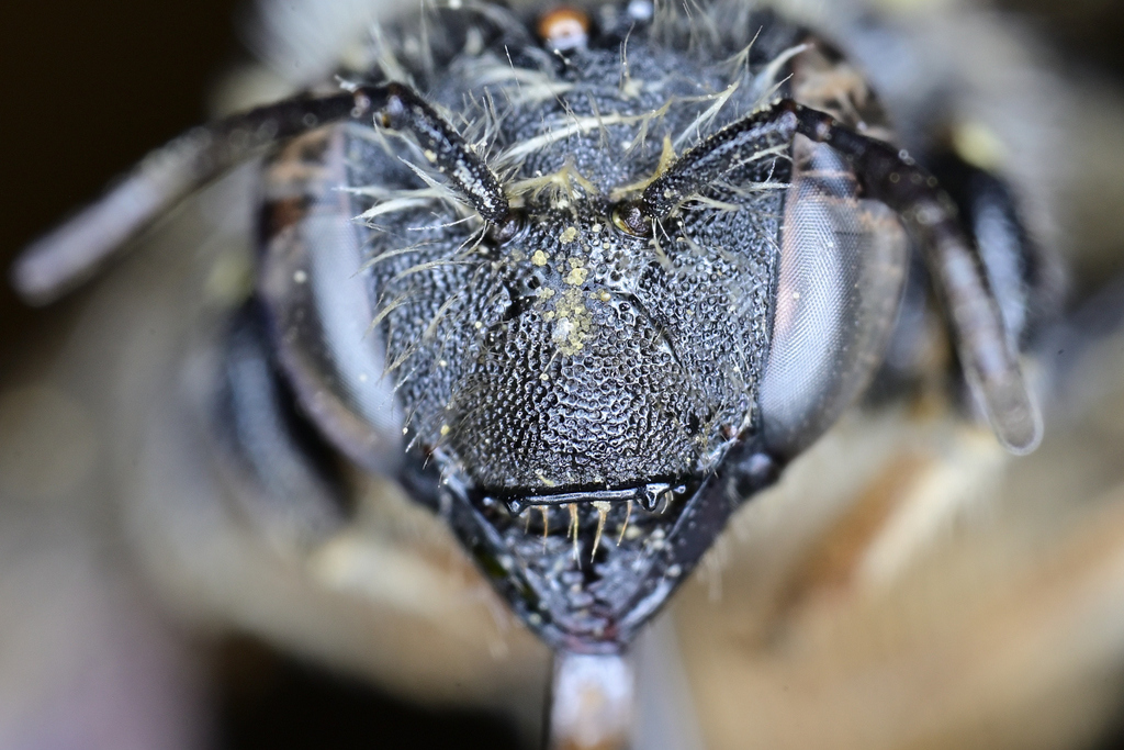 Scurfy Pea Carder Bee