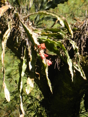 Disocactus speciosus speciosus