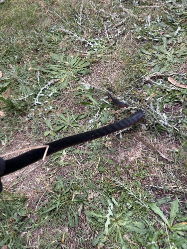 Red-bellied Black Snake sighting