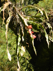 Disocactus speciosus speciosus