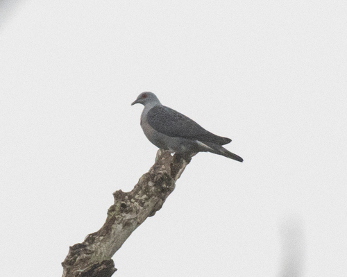 Afep Pigeon (Columba unicincta), photo 4