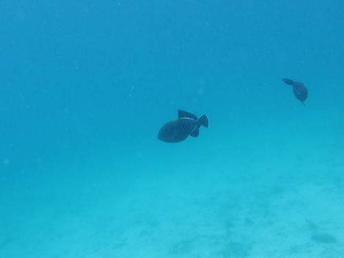 Black-finned Triggerfish (Melichthys indicus)