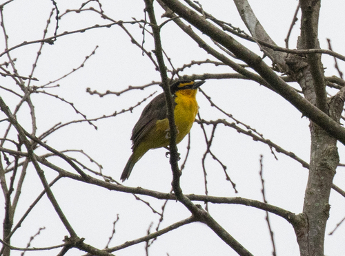 Black-necked Weaver (Ploceus nigricollis), photo 9
