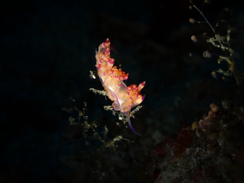 Coryphellina flamma (Coryphellina flamma)