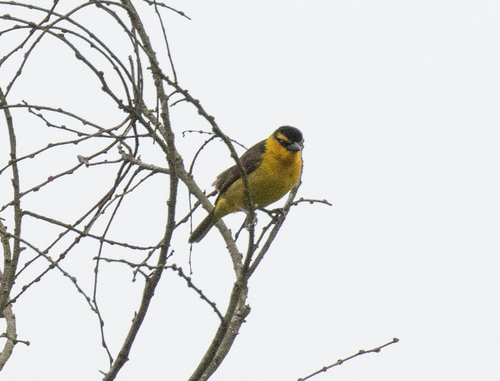 Black-necked Weaver (Ploceus nigricollis), photo 4