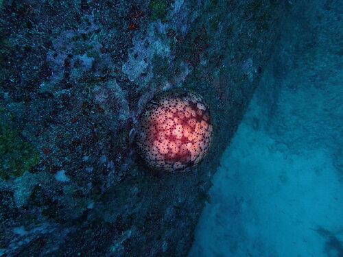 Spiny Cushion Star (Culcita schmideliana)
