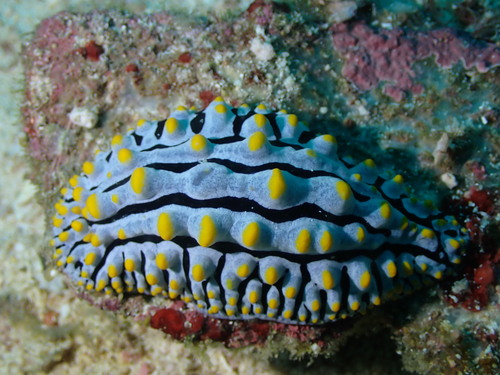 Varicose Wart Slug (Phyllidia varicosa)