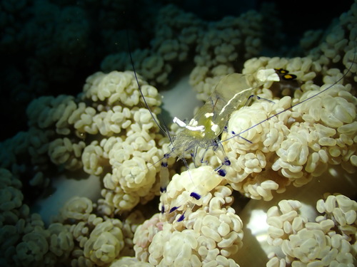 Peacock-tail Anemone Shrimp (Ancylocaris brevicarpalis)