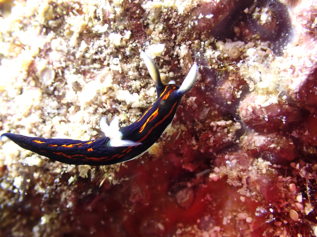 Graceful Wrinkle Dorid