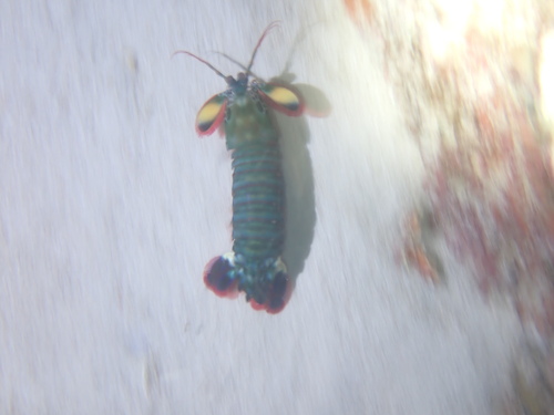 Peacock Mantis Shrimp (Odontodactylus scyllarus)