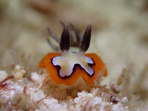 Faithful Sea Slug — seen at this dive site