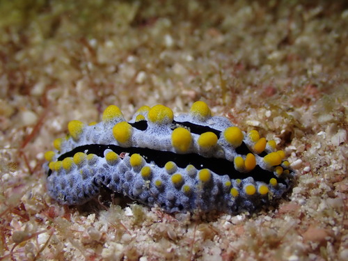 Sky Blue Phyllidia (Phyllidia coelestis)