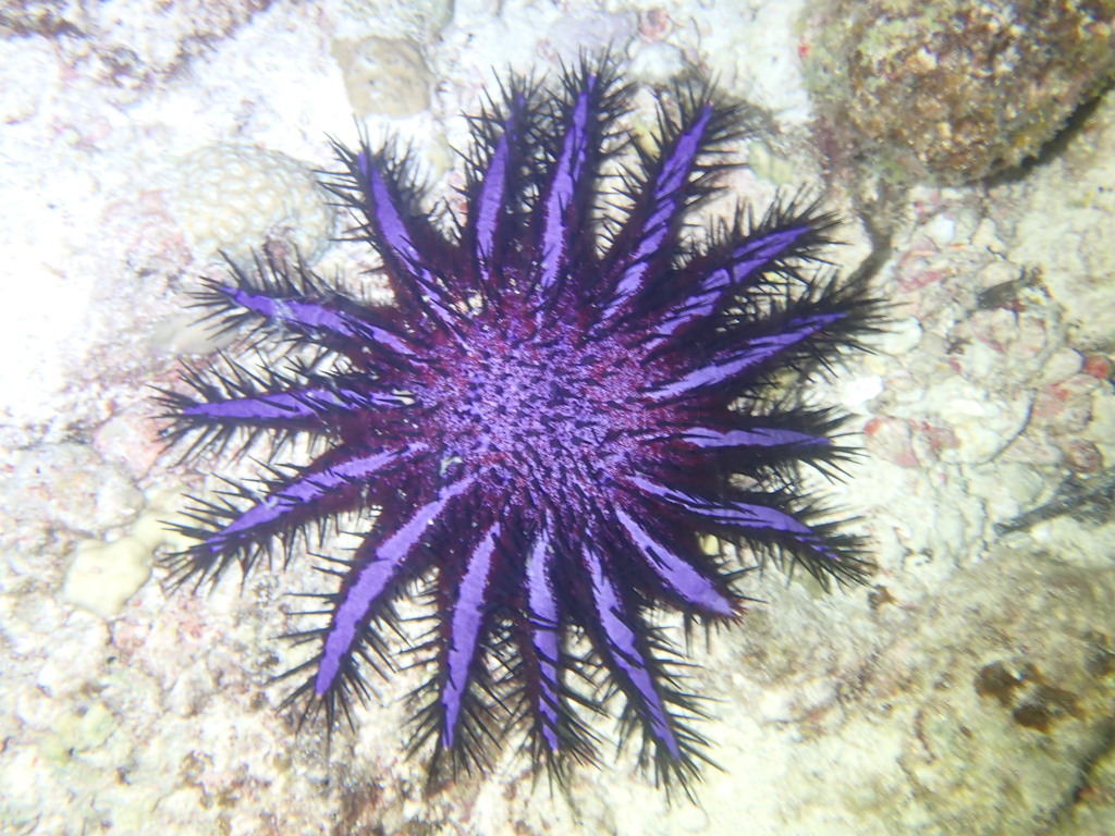 Long-spined Crown-of-Thorns (Acanthaster planci) — recorded at Banana Bay