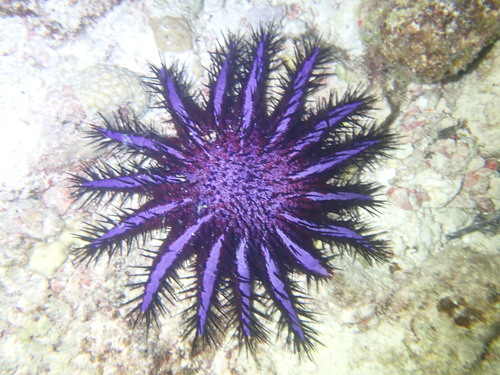 Long-spined Crown-of-Thorns (Acanthaster planci)