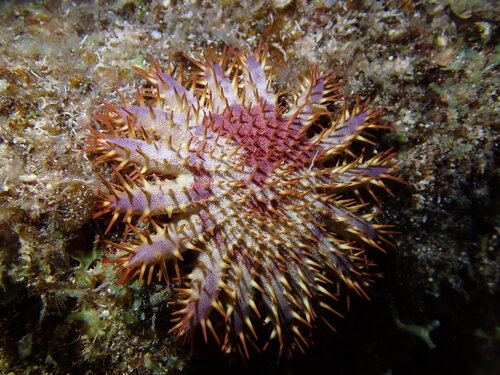 Long-spined Crown-of-Thorns (Acanthaster planci)