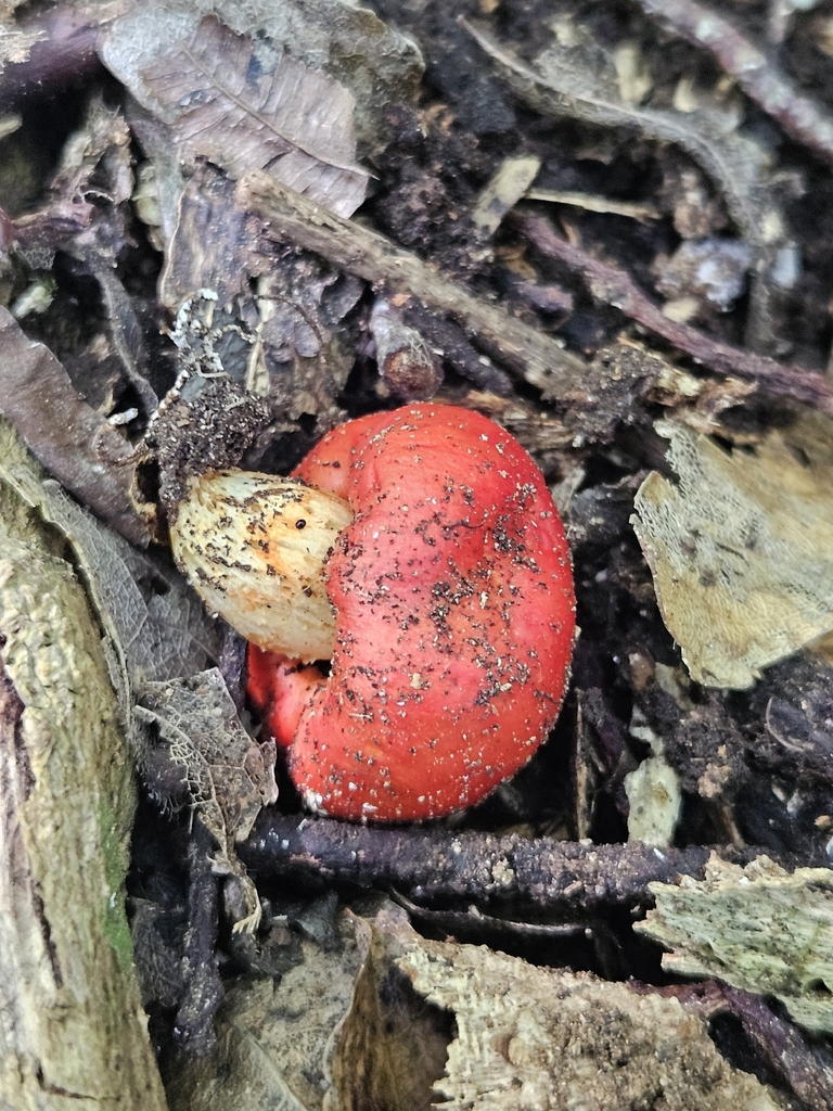 Leratiomyces erythrocephalus · November 2025 · photo: © jacog (iNaturalist, cc0)