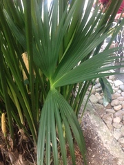 Cyclanthaceae