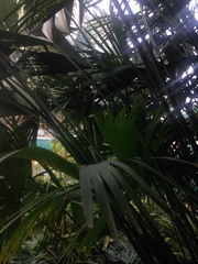 Cyclanthaceae