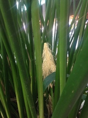 Cyclanthaceae