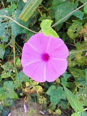 Ipomoea splendor-sylvae