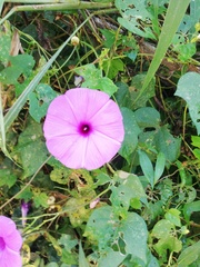 Ipomoea splendor-sylvae
