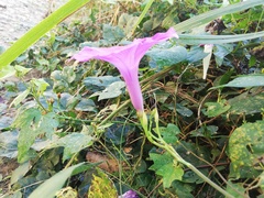 Ipomoea splendor-sylvae