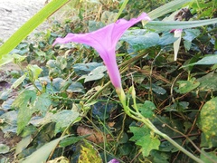 Ipomoea splendor-sylvae