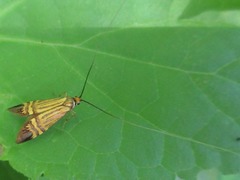Nemophora staudingerella