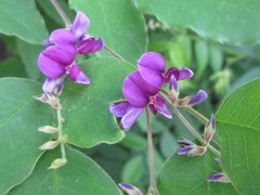 Lespedeza maximowiczii