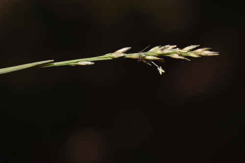mat muhly (Muhlenbergia richardsonis)